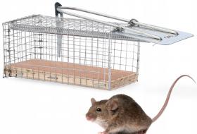 Pułapka na myszy i szczury Żywołapka  24 x 10 x 10 cm